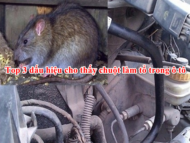 Chuột vào ô tô