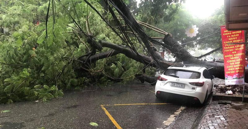 Những cơn giông bão bất chợt vào mùa hè có thể khiến cây đổ vào xe đỗ bên cạnh 